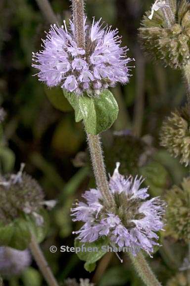 mentha arvensis 4 graphic